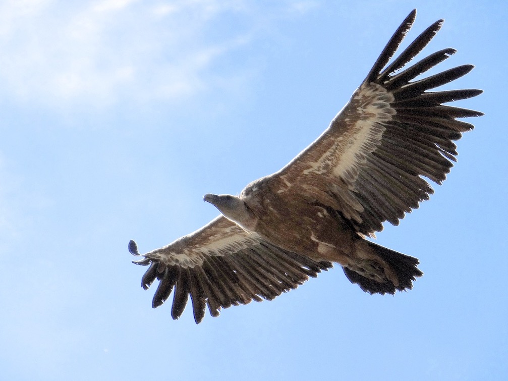 Griffon vulture